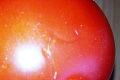 Dominika sa tešila, ako sa zahryzne do šťavnatej paradajky: Fuj, to čo z nej vylieza?!