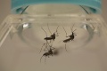 V Mjanmarsku zaznamenali prvý prípad nakazenia vírusom zika: Ide o mladého cudzinca