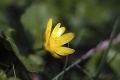 Rozoznáte slovenské kvety na prvý šup? Potlesk tomu, kto uhádne rastlinu na fotke č. 2!