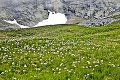 Veľmi teplé počasie pobláznilo v Tatrách prírodu: Na lúke rastie typický znak jari