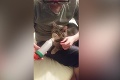 Má doma mačiatko s astmou: Takto majiteľka zachraňuje život chorému zvieratku!