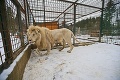 Z hravých mačiatok v kontaktnej zoo pri Liptovskom Mikuláši vyrástli šelmy: Chlpatí špunti sa zmenili na levích kráľov