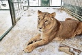 Z hravých mačiatok v kontaktnej zoo pri Liptovskom Mikuláši vyrástli šelmy: Chlpatí špunti sa zmenili na levích kráľov