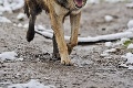 Už to majú spočítané: Nemecká vláda schválila odstrel vlkov