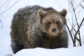 Ak nepoznáte TOTO, do lesa ani nechoďte! Odborník radí: Patrí to k základnej výbave každého turistu