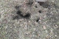 Potkania apokalypsa na sídlisku v Košiciach: Fotka hlodavcov veľkých ako čivavy, zistíte ich počet, strasie vás!