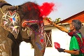 Slony v Nepále majú svoj vlastný festival: Tohtoročná účasť majestátnych zvierat prekročila stovku