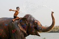 Slony v Nepále majú svoj vlastný festival: Tohtoročná účasť majestátnych zvierat prekročila stovku