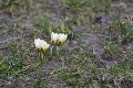 Február živý ako nikdy predtým: Na Slovensku sa objavili kvety, ktoré ste čakali až o niekoľko týždňov!