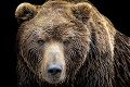 Adrenalínový zážitok: Medveď sa dostal do domu a ušiel cez dieru v stene