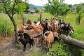 Ochranári do boja nasadili kozy: Takto pomôžeme prežiť vzácnym rastlinám na vrchu Tarbucka!