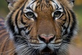 Prvá nákaza zvieraťa v USA: Tigrica mala pozitívny test na koronavírus