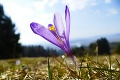 Jar prináša malebné scenérie: Na lúkach už kvitne krásny šafran