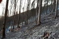 Na západnom Slovensku horí les: Hasičom sa podarilo lokalizovať požiar, likvidujú ho