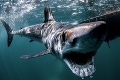 Slovenka Lucia zachraňuje žraloky: Moji kamaráti majú aj vyše 1 000 kíl