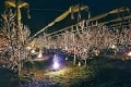Ovocinári ratovali kvitnúce stromy v sadoch pred mrazom: Marhule sme chránili sviečkami za 23 800 €