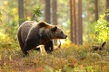 Nočné vyčíňanie v Tatrách neustáva, miestnych to už prestáva udivovať: Čo stojí za opakovaným stretom s medveďmi?