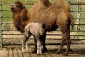 Radostná udalosť v košickej zoo: Narodilo sa rozkošné mláďa ťavy dvojhrbej