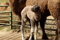Radostná udalosť v košickej zoo: Narodilo sa rozkošné mláďa ťavy dvojhrbej