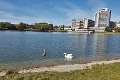 Po smutnej udalosti svitá na lepšie časy: Na Štrkovecké jazero sa vrátili labute