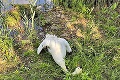 Krásnu labuť udusil plast, zostali po nej mláďatká: O polosiroty sa stará ich tatko