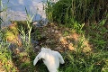 Tragédia labutej rodiny zo Štrkovca dokonaná: Uhynulo posledné mláďa matky, ktorá sa zadusila plastom!