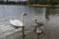 Smutná správa z jazera Štrkovec v Bratislave: Zomrelo ďalšie mláďatko z labutej rodinky!