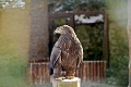 Vtáčia chrípka v zoo Bojnice: Prežije orlica Inga smrtiacu epidémiu?!