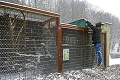 Veľký strach o vzácne zvieratá na Slovensku: Ako bojujú zoologické záhrady s vtáčou chrípkou?