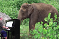 Muž hrá na klavíri pre 80-ročného, slepého slona: Reakcia zvieraťa vás doženie k slzám