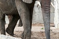 Dve africké zvieratá sa začínajú tešiť na nový domov: Vláda zaplatí slonom 4 milióny € za výbeh