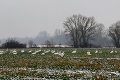 Rudolf odfotil v Bratislave niečo, čo ste ešte nevideli: Kŕdeľ 50 labutí v snehu! Takto vysvetlil úkaz odborník