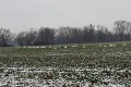 Rudolf odfotil v Bratislave niečo, čo ste ešte nevideli: Kŕdeľ 50 labutí v snehu! Takto vysvetlil úkaz odborník