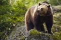 V Strážovských vrchoch napadol medveď poľovníka, dohrýzol mu nohy