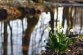 Jar v Jovsianskej Hrabine je v plnom rozkvete: Ochranári oznámili začiatok sezóny tejto chránenej rastliny! To je krása