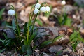 Jar v Jovsianskej Hrabine je v plnom rozkvete: Ochranári oznámili začiatok sezóny tejto chránenej rastliny! To je krása
