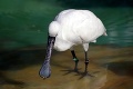 Bojnická zoo prežíva najťažšie chvíle v histórii: Pre vtáčiu chrípku usmrtili 6 zvierat