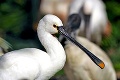 Zoo v Bojniciach opäť víta návštevníkov: Robom neotriasla smrteľná nákaza ani 40 dní karantény