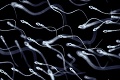 Desivé vyjadrenie odborníkov: Mladí muži majú horšie spermie ako ich otcovia