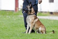 Hrozná smrť šiestich policajných psov: Ich koterce zaplavila horúca voda
