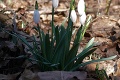 Stačilo pár slnečných dní a Roman sa mohol tešiť z bielej nádhery: Aha, prví poslovia jari už rozkvitli