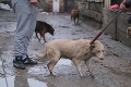 Občania žiadajú zákaz chovu zvierat v rómskych osadách: Tvrdé vyjadrenie zvieracieho ombudsmana