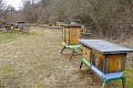 Zákerný vírus zahubil 20 miliónov kusov z chovu Maroša Bujňáka: Včely z Levočskej doliny vyznamenali in memoriam