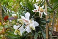 Výstava vznešených orchideí v Nitre: Kvety bohatých s vôňou čokolády