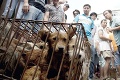 Opatrenia v juhočínskej metropole: Občanom zakážu jesť mačky a psy