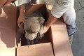 Pred útulkom sa objavila krabica so šteniatkom a smutným listom: Po prečítaní neostalo ani jedno oko suché