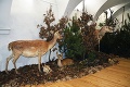 Zaujímavá výstava vo Zvolene: Z múzea je živý les s hladným jeleňom