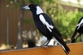 Na prvý pohľad nevinné vtáky desia Austrálčanov: Krvilačné straky útočia hlavne na jeseň