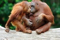 Orangutanica, ktorá má štatút osoby: Na narodeniny dostala nového frajera