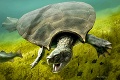 Unikátny objav vo Venezuele: Najväčšia korytnačka vážila viac ako tonu
